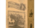 999519_Olio_di_oliva_EVO_3lt_B 